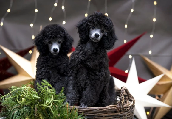 Riemun joulukauppa on nyt auki! 179