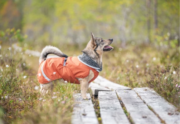 Erä koirien talvitakkeja 487