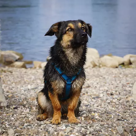 Anny-X FUN säädettävät Y-valjaat, ruskea-petrooli - Koiran valjaat - 43650 - 2