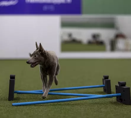 Dogstepper rima - Jumppa- ja tasapainovälineet - 004790 - 2