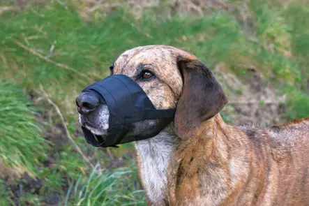 S=C3=A4=C3=A4dett=C3=A4v=C3=A4 kuonokoppa koiralle - Kuonokopat - 002690 - 1