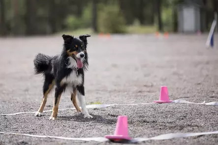 Vijue ruutunauha metallilenkeillä, useita eri värejä - Toko - 005040 - 1