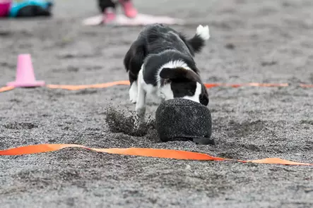 Vijue ruutunauha metallilenkeillä, useita eri värejä - Toko - 005040 - 2