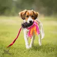 Doggie-Zen Bungee Sheepskin Tug with Fleece Tails - Aitoa karvaa sisältävät lelut - 42024 - 1