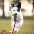 Doggie-Zen Bungee Rabbit Tug with Hol-ee Roller XS - Aitoa karvaa sisältävät lelut - 42030 - 1