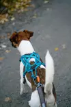 Non-Stop Dogwear Rush-valjas, Teal - Veto- ja valjakkourheilu - 42710 - 2