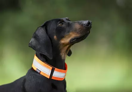 Heijastinpanta tarralla, keltainen - Heijastinpannat - 102751 - 2