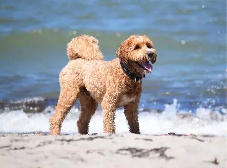 Koiran pehmustettu panta Urban Explorer™, musta - Pistolukko- ja solkipannat - 105301 - 2