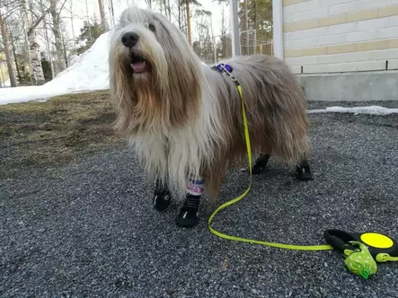 Walker suojakengät 2 kpl - Tossut ja kengät - 020871 - 2