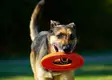 Chuckit! Rugged frisbee - Kumilelut - 004511 - 4