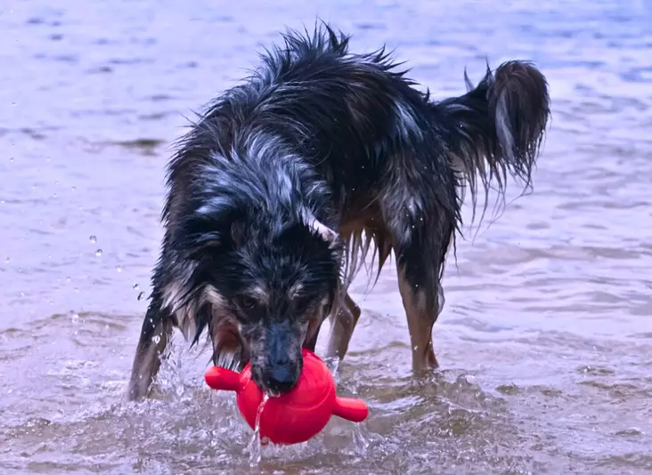 Apportino kumipallo kahvoilla - Vesilelut - 004861 - 1