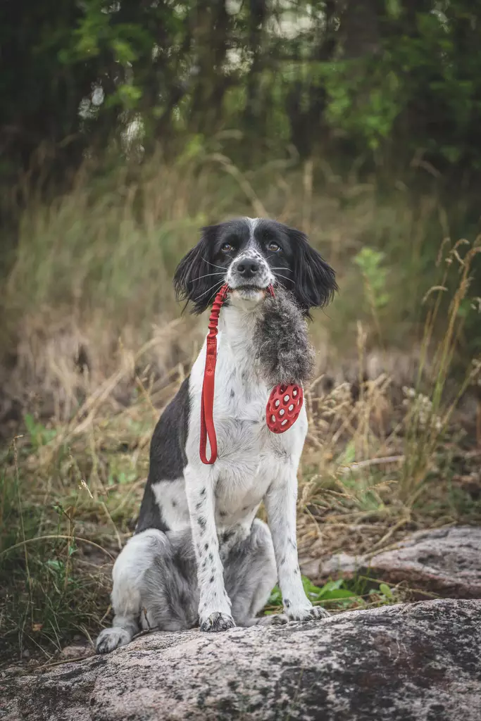 joustava vetolelu lampaankarvalla ja hol ee jalkapallolla - Saalis- ja vetolelut - 44671 - 1