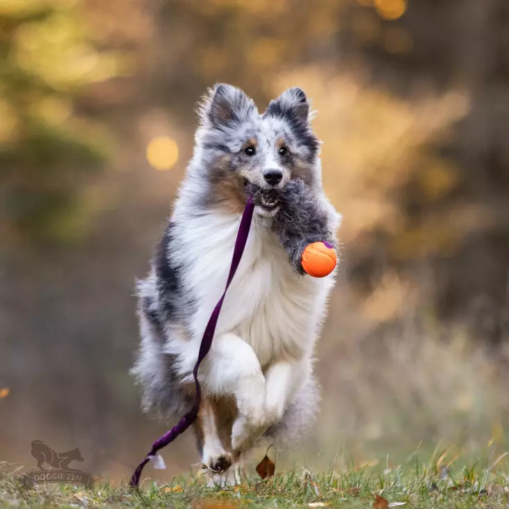 Doggie-Zen Bungee Sheepskin Chaser Tug S with Chuckit - Aitoa karvaa sisältävät lelut - 42031 - 1