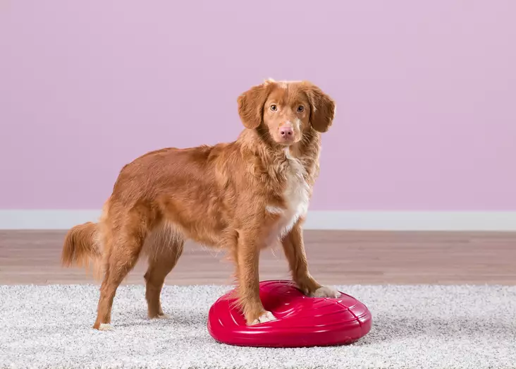 Tasapainotyyny 40 cm, sisältää pumpun - Jumppa- ja tasapainovälineet - 40051 - 1