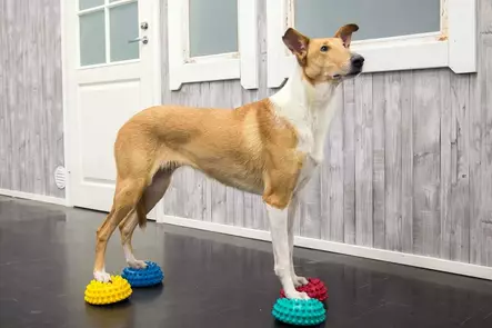 Pawpods koiran tasapainotyyny - Jumppa- ja tasapainovälineet - 0002102 - 1