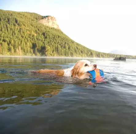 Chuckit! Flying Squirrel kangasfrisbee - Kumilelut - 003002 - 3