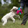 Doggie-Zen Mustekala, verkkopallo karvalonkeroilla - Narupallot ja pallot - 20662 - 2