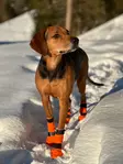 Non-Stop Dogwear Contact Bootie high orange - Tossut ja kengät - 41892 - 2