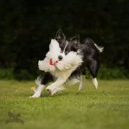 Doggie-Zen Mustekala, verkkopallo lampaankarvalonkeroilla - Aitoa karvaa sisältävät lelut - 20663 - 2
