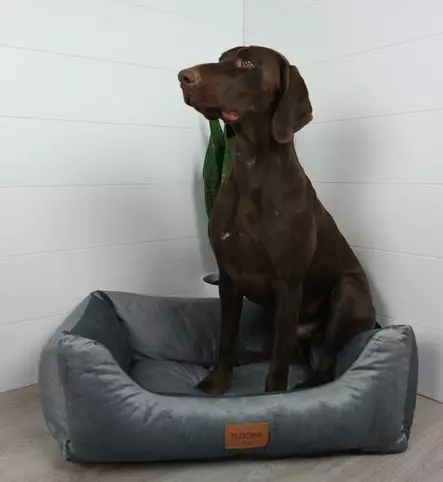 Luxus Vaimare - memory foam koiranpeti, sileä pintainen harmaa - Memory foam-pedit - 4373 - 2