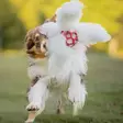 Doggie-Zen Mustekala, verkkopallo lampaankarvalonkeroilla - Aitoa karvaa sisältävät lelut - 20663 - 3