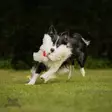 Doggie-Zen Mustekala, verkkopallo lampaankarvalonkeroilla - Aitoa karvaa sisältävät lelut - 20663 - 2