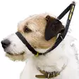Vedonestopanta Canny Collar, musta - Kuonopannat - 101393 - 1