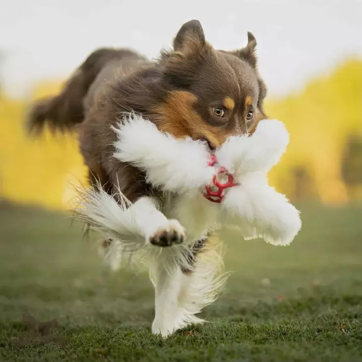 Doggie-Zen Mustekala, verkkopallo lampaankarvalonkeroilla - Aitoa karvaa sisältävät lelut - 20663 - 1