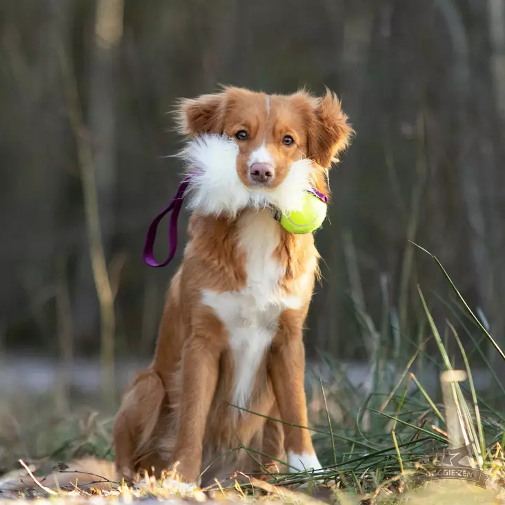Doggie-Zen Pocket Sheepskin Tug with KONG Air Squeaker Ball - Aitoa karvaa sisältävät lelut - 42033 - 1