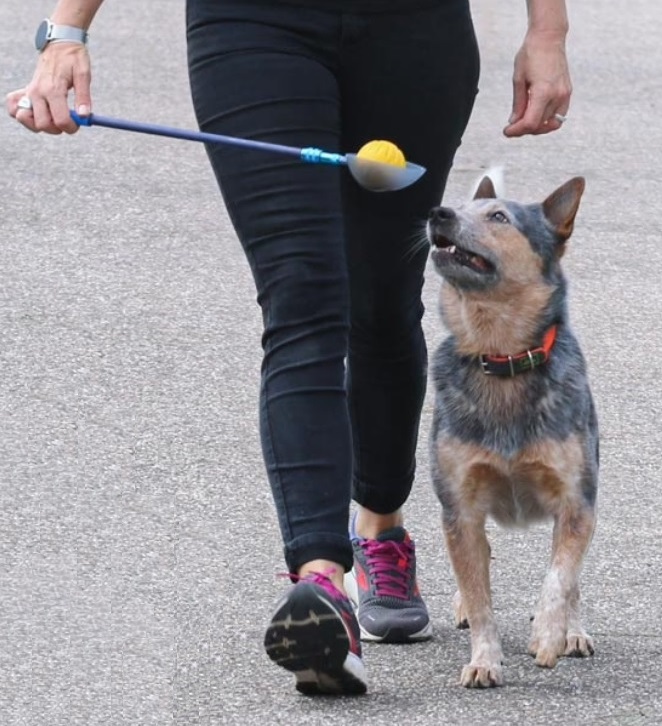 Heelwork Queen kosketuskeppi kauhalla - Palkitsemistarvikkeet - 004643 - 1