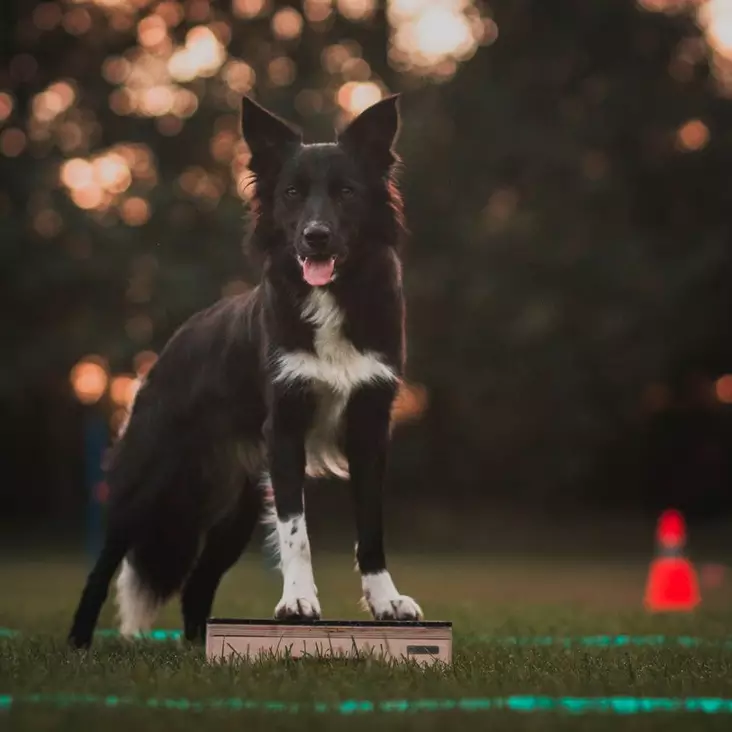 Wooddog Basic korotettu target 30 x 30 cm - Toko - 23913 - 1