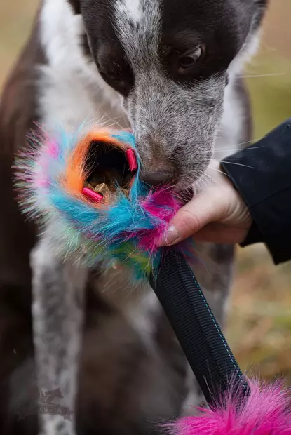 koiran namipallo - Saalis- ja vetolelut - 44674 - 2