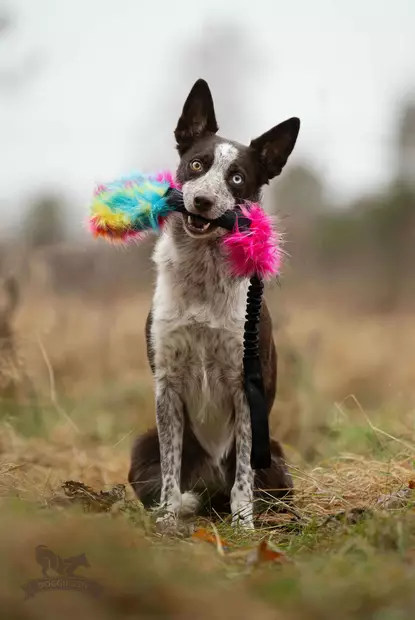 joustava treenilelu namipiilolla - Saalis- ja vetolelut - 44674 - 1
