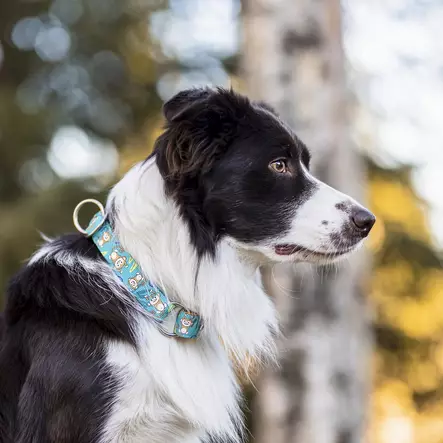 Säädettävä puolikiristävä kaulapanta Monkey - Puolikiristävät pannat - 29454 - 2