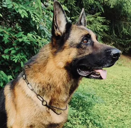 Saksanpaimenkoirien näyttelykaulain, musta - Näyttelytarvikkeet - 40554 - 1