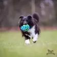Täyte JW Hol-ee Roller verkkopalloon - Narupallot ja pallot - 20504 - 2