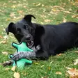 Kong Ballistic Alligator koiran pehmolelu - Pehmolelut - 20624 - 4