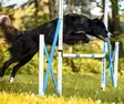 Agilityhyppy taittuva 3 kpl + kassi - Agility ja hoopers - 23384 - 13