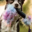 Bungee Squeaker Tube Crinkle n' Treat vetolelu namipiilolla - Saalis- ja vetolelut - 44674 - 5