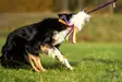 Doggie-Zen Bungee Sheepskin Tug with Fleece Tails - Aitoa karvaa sisältävät lelut - 42024 - 3