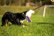 Doggie-Zen Bungee Sheepskin Tug with Fleece Tails - Aitoa karvaa sisältävät lelut - 42024 - 4