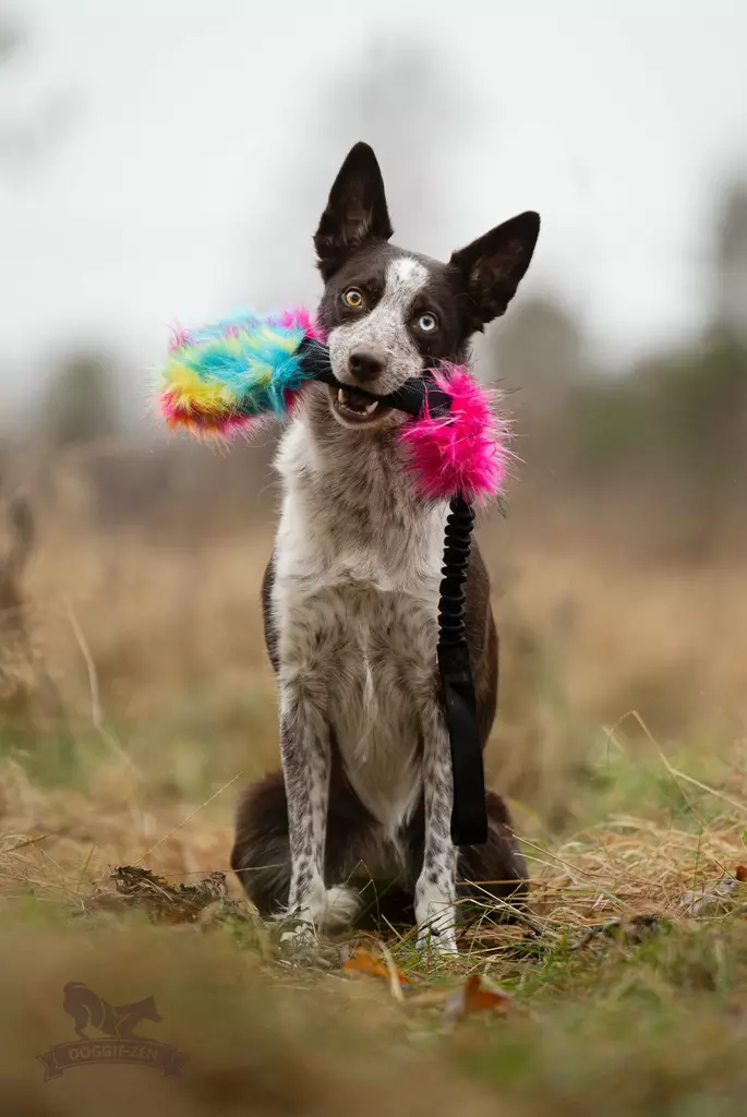 joustava treenilelu namipiilolla - Saalis- ja vetolelut - 44674 - 1