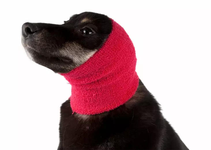 Ear Buddy suojahuppu - Muut turkinhoitotarvikkeet - 020144 - 1