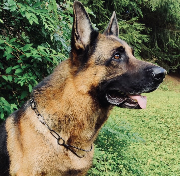 Saksanpaimenkoirien näyttelykaulain, musta - Näyttelytarvikkeet - 40554 - 1