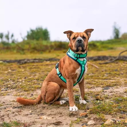Anny-X Fun Pull Stop puolikiristävä kaulapanta, turkoosi-sininen - Pistolukko- ja solkipannat - 20605 - 2