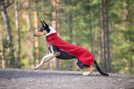 koiran jumpperi - Neuleet ja pusakat - 43735 - 2