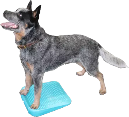 Fitpaws Ramp koiran tasapainolauta - Jumppa- ja tasapainovälineet - 23475 - 1