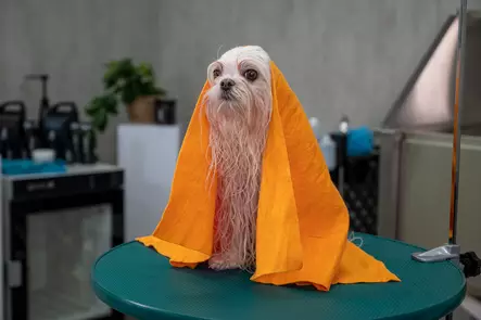 Todella imukykyinen koiran pyyhe Showtech moisture magnet - Pyyhkeet ja kylpytakit - 27725 - 2