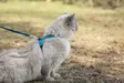 Kissanvaljas poronnahkaa, turkoosi - Kissan valjaat - 002635 - 4