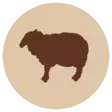 Lampaan maksa, paloina - Sisäelimet - 105295 - 1